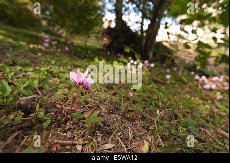 Cyclamen rose sauvage fleurs d'automne dans les prairies ombragées sous région boisée de willow sycamore, essence : Chêne et frêne Banque D'Images