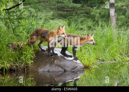 Deux renards rouge debout sur un rocher naturel avec fond vert Banque D'Images