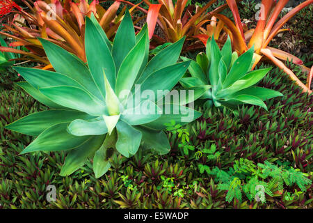 Plantes tropicales au Jardins de la paix Paleaku, côte de Kona, Big Island, Hawaii USA Banque D'Images