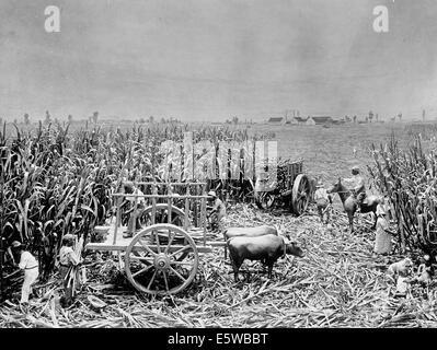 La récolte de la canne à sucre avec une charrette, vers 1900 Banque D'Images