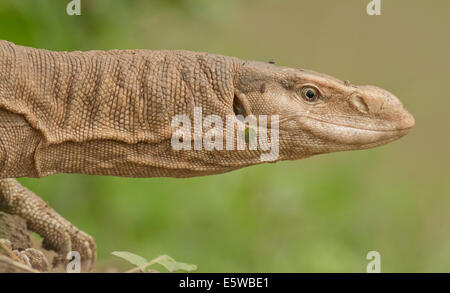 Bengal monitor (Varanus bengalensis) ou moniteur indien commun Banque D'Images