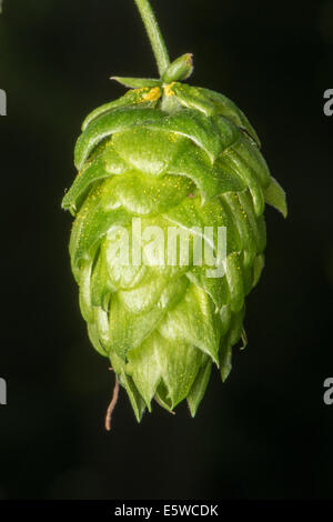 Biburg, Allemagne. Le 06 août, 2014. Le houblon est représenté près de Biburg, Allemagne, 06 août 2014. Hop donne à la bière son goût et améliore sa longévité. Les plants de houblon se développe vers le haut à sept mètres de haut shaffolds. Hop est récolté à partir de la fin août jusqu'à la mi-septembre. Dans le Hallertau, la plus grande région de culture de houblon, 25  % de la demande mondiale dans le houblon est produite. Photo : Armin Weigel/dpa/Alamy Live News Banque D'Images