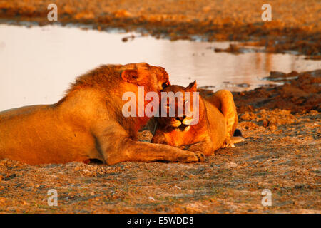 Lion pride & repos nettoyage autour d'un trou d'après le succès de la chasse au lion mâle nuits de lécher la lionne nettoyer Banque D'Images