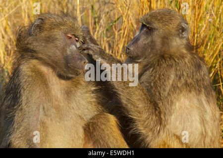 Babouin Chacma (Papio ursinus), également connu sous le nom de Cape baboon grooming Banque D'Images