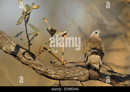 Emerald-spotted Dove (Turtur chalcospilos Bois) Banque D'Images