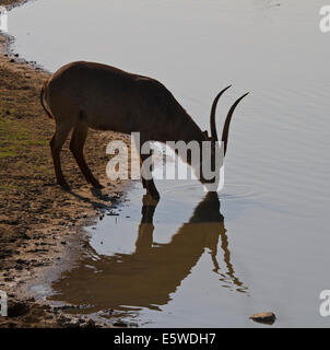 Cobe à croissant (Waterbuck) commun Ellipsen, (Kobus ellipsiprymnus ellipsiprymnus ssp.), homme de boire de l'eau Banque D'Images