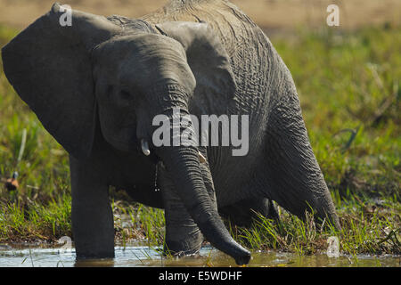 L'éléphant africain (Loxodonta africana) Banque D'Images