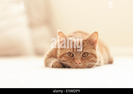 Le gingembre cat lying down Banque D'Images