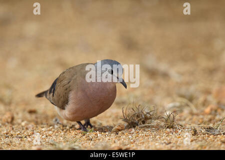 Emerald-spotted Dove (Turtur chalcospilos bois) sur le terrain, Banque D'Images