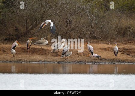 Grand Pélican blanc (Pelecanus onocrotalus), Yellow-billed Stork (Mycteria ibis), African Spoonbill (Platalea alba), Banque D'Images