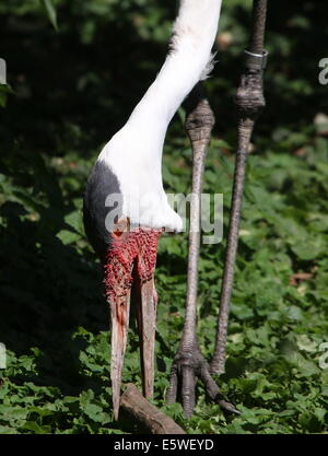 La grue caronculée (Bugeranus carunculatus Grus carunculata), également, une grue africaine variété, gros plan de la tête alors que la quête de nourriture Banque D'Images