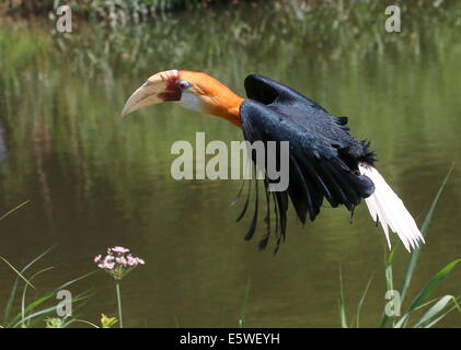 Blyth's hornbill ou mâle calao papou (Rhyticeros plicatus) en vol Banque D'Images