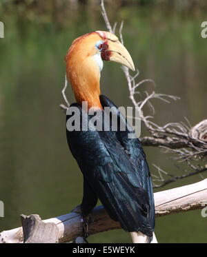 Close-up of a male Blyth's hornbill calao Papou ou (Rhyticeros plicatus) Banque D'Images