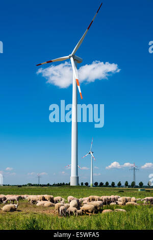 Troupeau de moutons en face d'une éolienne, Grevenbroich, Rhénanie du Nord-Westphalie, Allemagne Banque D'Images