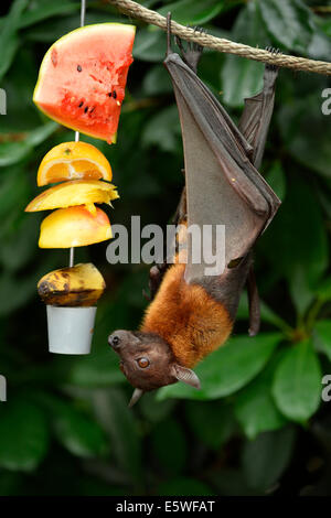 Flying Fox (Pteropus sp.) sur le site d'alimentation, originaire d'Asie du Sud-Est, captive, Bade-Wurtemberg, Allemagne Banque D'Images