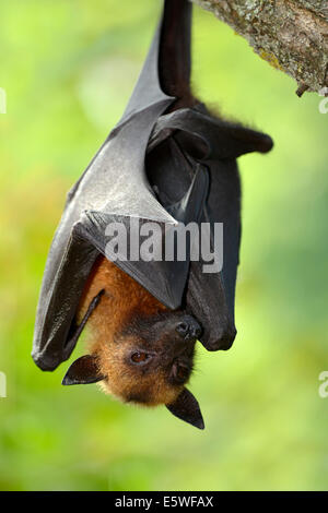 Flying Fox (Pteropus sp.), originaire d'Asie du Sud-Est, captive, Bade-Wurtemberg, Allemagne Banque D'Images