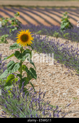 Tournesol et fleurs de lavande à Valensole, Plateau de Valensole, département des Alpes de Haute Provence, Provence, France Banque D'Images