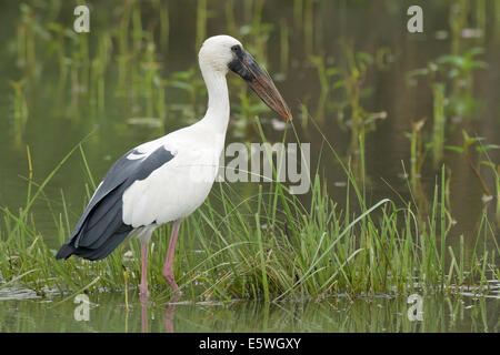 Asian openbill Anastomus stork (oscitante) Banque D'Images