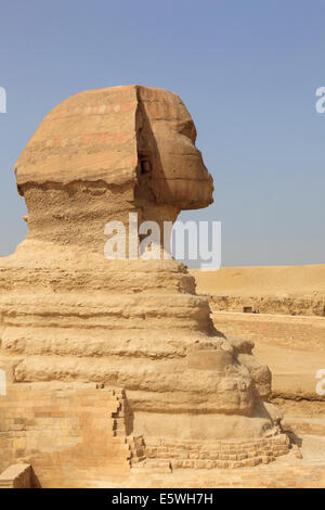 Le Sphinx de la Pyramides de Gizeh au Caire, Egypte Banque D'Images