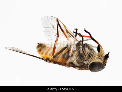 Dead fly / wasp sur son dos Banque D'Images