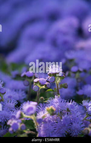 AGERATUM - BOULE BLEUE - Le Paysan - Semences Et Accessoires Pour Auxiliaires Du Jardin