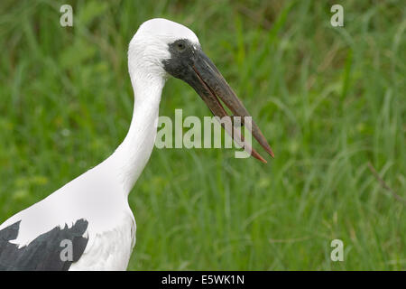 Asian openbill Anastomus stork (oscitante) avec bec en escargot Banque D'Images