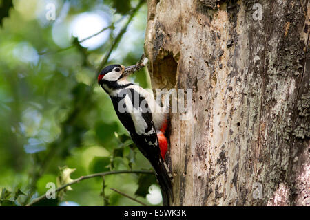 Great-Spotted Woodpecker (Dendrocopos major) ramener de la nourriture aux mineurs en nid Banque D'Images