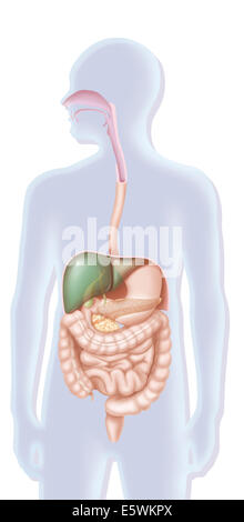 Système digestif, dessin Banque D'Images