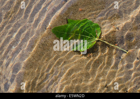 Feuille verte sur fond de sable sous l'eau Banque D'Images