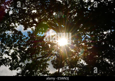 Lumière du soleil à travers une voûte d'arbres à Hatton, Warwickshire. 06/08/2014 . Photo de John Robertson. Banque D'Images