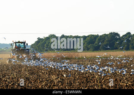 Les terres agricoles sont cultivées avec des disques Banque D'Images