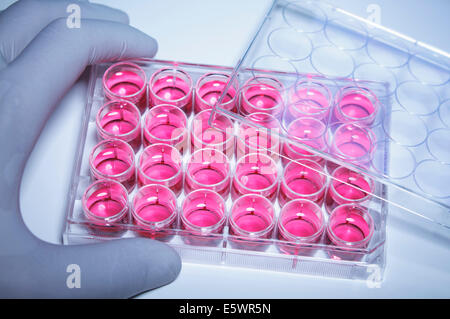 Microplaques Gloved hand holding capsule contenant un milieu de culture cellulaire (DMEM) Banque D'Images