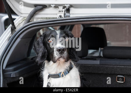 Un adulte English Springer Spaniel chien attend patiemment pour faire un voyage dans une voiture à hayon coffre avec porte arrière ouverte. Royaume-uni Grande-Bretagne Banque D'Images