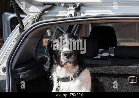 Un adulte English Springer Spaniel chien assis en attente de rendez-vous pour un voyage dans une voiture à hayon coffre avec porte arrière ouverte. Royaume-uni Grande-Bretagne Banque D'Images