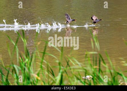 (140807) --Zhengzhou, 7 août 2014 (Xinhua) -- deux canards sauvages se préparer à voler dans des zones humides du fleuve Jaune à Zhengzhou, capitale de la province du Henan en Chine centrale, le 24 mai 2014. Les zones humides du fleuve jaune est un parc naturel national d'une superficie totale de 68 milliers d'hectares dans la province du Henan. C'est un lieu de reproduction des oiseaux avec plus de 41 types d'animaux de moins de 1re année et de la deuxième année au niveau de l'état de protection. (Xinhua/Wang Song) (HPJ) Banque D'Images