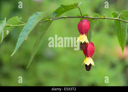 Abutilon megapotamicum. L'abutilon arrière Banque D'Images