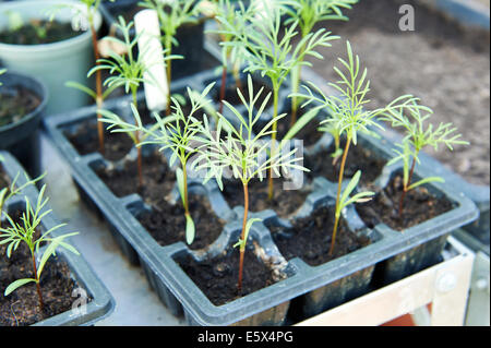 Les jeunes plantes dans le bac de graines Cosmos croissant dans une serre. Banque D'Images