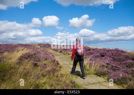 North York Moors National Park, North Yorkshire, UK. 7e août, 2014. Météo : Female hiker hâtives sur banque sur le sentier national sentier Cleveland Way sur une glorieuse journée du mois d'août dans le North York Moors National Park avec la bruyère en fleurs. Credit : ALANDAWSONPHOTOGRAPHY/Alamy Live News Banque D'Images