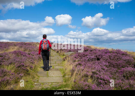 Female hiker sur banque hâtives sur le Cleveland Way National Trail sentier de bruyère en fleur. North Yorkshire, Angleterre. UK Banque D'Images