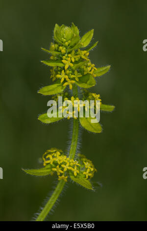 Cruciata laevipes Crosswort (fleur) Banque D'Images
