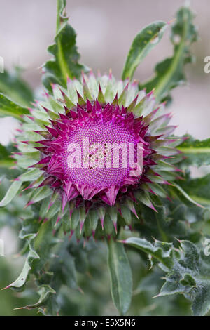 Musk Thistle Carduus nutans (fleur) Banque D'Images
