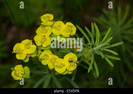 L'euphorbe cyprès (Euphorbia cyparissias) Banque D'Images