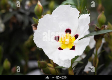 Cistus ladanifer. Ciste gomme fleur. Banque D'Images