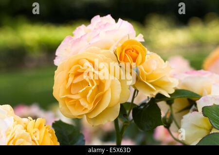 Rosa 'Absolutely Fabulous' (Wekvossutono) .Golden rose jaune dans un jardin anglais. Banque D'Images