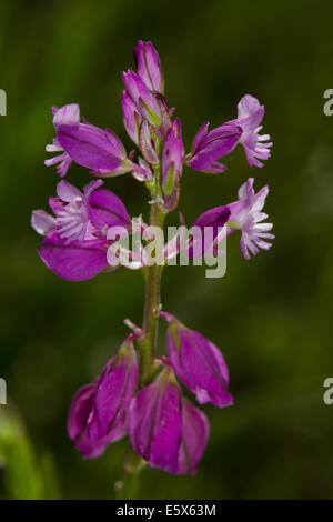 Polygale incarnat Polygala vulgaris (commune) Banque D'Images