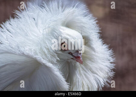 Pigeon Jacobin, avec plumes elcuello typique Banque D'Images