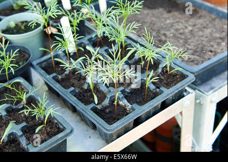 Les jeunes plantes dans le bac de graines Cosmos croissant dans une serre. Banque D'Images