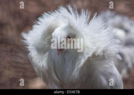 Pigeon Jacobin, avec plumes elcuello typique Banque D'Images