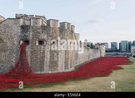 Coquelicots en céramique commencer à combler le fossé à la Tour de Londres sur l'anniversaire du début de la Première Guerre mondiale. Banque D'Images