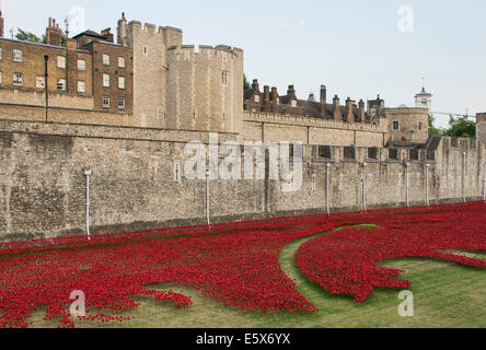 Coquelicots en céramique commencer à combler le fossé à la Tour de Londres sur l'anniversaire du début de la Première Guerre mondiale. Banque D'Images